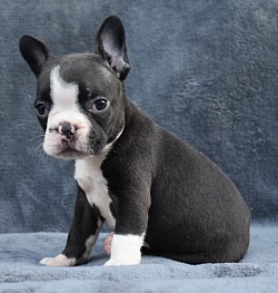 Cutest puppy frenchton frenchie puppies for sale hybrid frenchie boston mix one of a kind