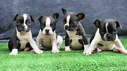 4 sisters f2 generation frenchton French bulldog mix with Boston terrier