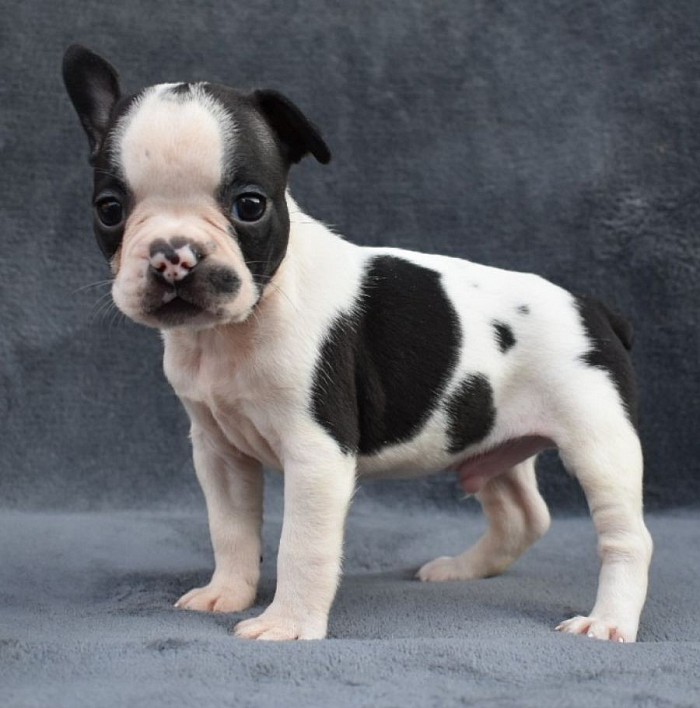 Luigi ckc registered frenchton best of both breeds Boston terrier and French bulldog mix