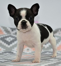 Cream and black pied frenchton girl