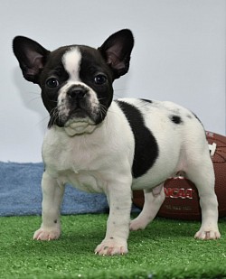 Male white and black pied frenchton puppy frenchie x bostie