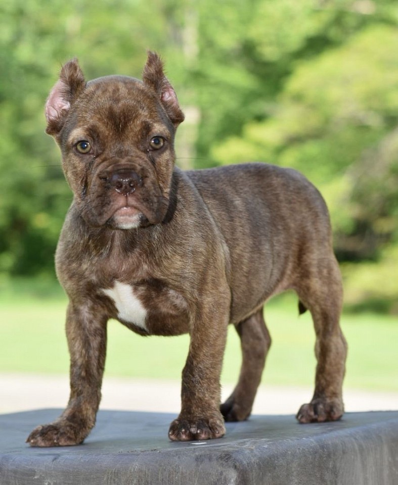 Olde English Bulldogge x french bulldog hybrid
