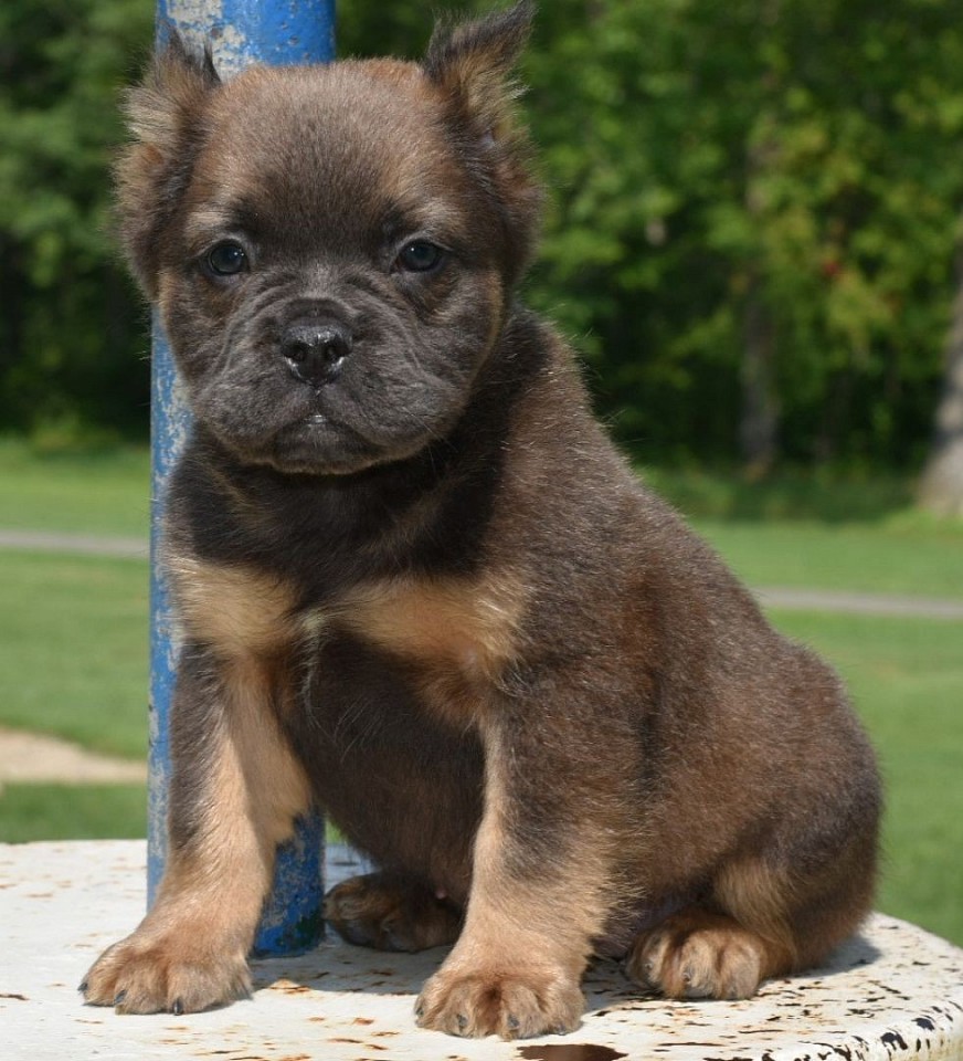 📍San Bernardino County 🐶French Bulldog 🐶 Cane Corso