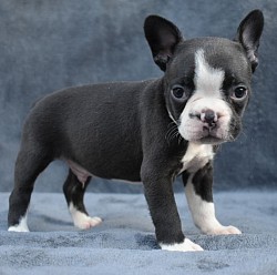 Frenchton french bulldog puppy registered hybrid