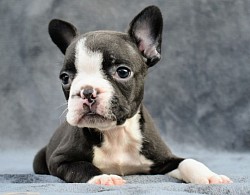 Boston terrier mix with French bulldog hybrid