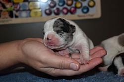 Frenchton pied merle puppy at a few days old
