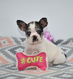 Blue merle female frenchton puppy