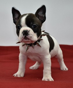 Short thick big boned male frenchton puppy