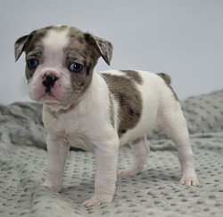 Blue eyes chocolate merle pied frenchton female puppy