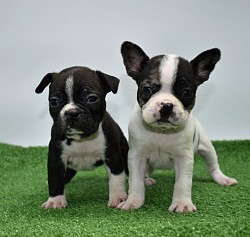 Two brothers Zeus blacl tuxedo on the left and Charlie merle pied on the right