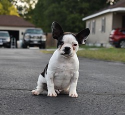 Singleton! We names him Uno, male frenchton