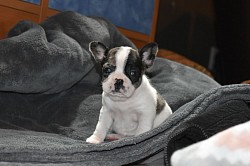 Charlie very unique blue merle frenchton puppy with a nice ear set!! And good body structure