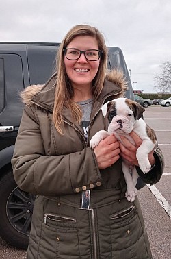 Olde English mix French bulldog frenchbull puppy bantam bulldog