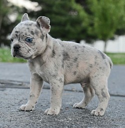 Azul is a lilac Merle frenchton with blue eyes very exotic color and hard to find a puppy like him
