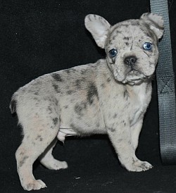 This is a rare! Frenchton lilac Merle puppy blue chocolate