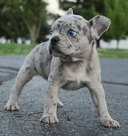 This blue Merle male puppy is living it up in Los Angeles Hollywood