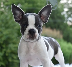 F1 50/50 1st generation frenchton puppy