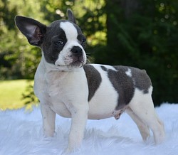 Frenchton puppy