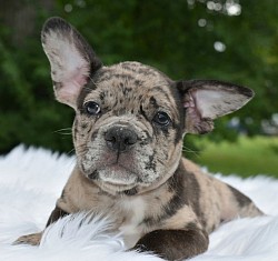 Merle f1 frenchton