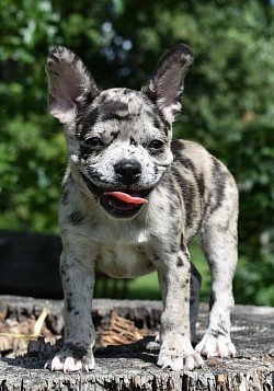 Harlequin merle female frenchton f1