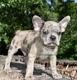 Merle f1 frenchton